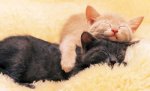 Cats Hug.jpg Cats Hug.jpg