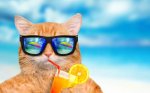 Cats_Juice_Glasses_497997_1920x1200.jpg