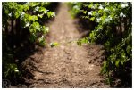 Touching Vines  credit Robb McDonough.jpg