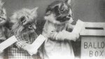 catsvoting2.jpg
