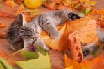 kitten in the fall.jpg