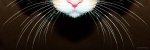 cat whiskers.jpg