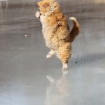 ice skating kitty.jpg