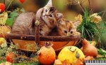 cats autumn.jpg