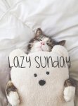 lazy sunday.jpg
