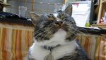 SMILEY CAT.jpg