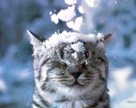 cat in snow.jpg