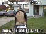 dog-having-fun-at-how-cat-scares-mail-man.jpg