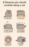 6 reason to be a cat.jpg
