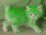 green kitten.jpg