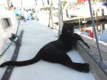 blk cat on boat.jpg