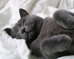 fritz the cuddler.jpg
