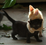 kitten hugs.png