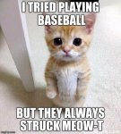 baseball kitten.jpg baseball kitten.jpg
