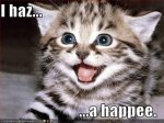 happy-cat.jpg