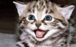 Cute-Kitten-Wallpaper-kittens-16094681-500-313.jpg