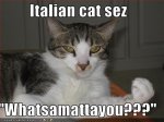 italian cat.jpg