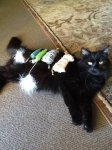 Moo with Toys.jpg