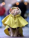 Raincoat.jpg