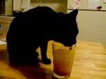 blk cat drinking juice.jpg