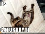 its caturday1.jpg