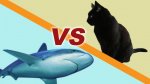 cat vs shark.jpg