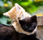 cat hug1.jpg