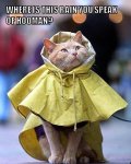 cat-rain-hooman.jpg cat-rain-hooman.jpg