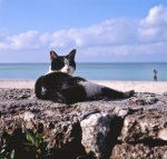tuxedo at the beach.jpg
