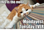 this-is-the-most-monday-est-tuesday-ever-cat-addicts-4746721.png this-is-the-most-monday-est-tuesday-ever-cat-addicts-4746721.png