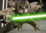 Ninja cat.jpg