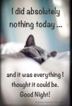 cute-cat-relaxing-taking-it-easy-only-way-to-go-good-night.jpg