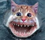 shark2.JPG