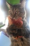 pizza cat.JPG