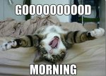 cat-humor-funny-good-morning.jpg