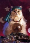 cat looking in crystal ball.jpg