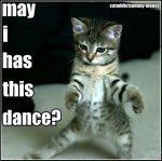 may i has this dance.jpg