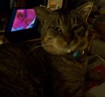 Purrfect-this-evening.jpg