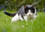 cat-hunting-prey-drive.jpg