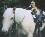 catonhorse.JPG