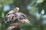 Mourning Preening.png