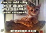 Never Happens to a Cat.jpg