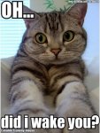 cat-wakes-you-up.jpg