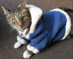 bluecat.JPG