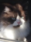 Grumpy Cat.jpg