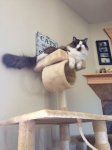 Cat Tree.jpg