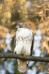 Red-Tailed Hawk 02.png