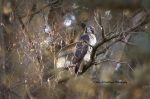 Red-Tailed Hawk 01.png