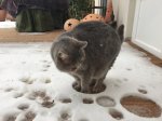 cat in snow.jpg