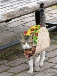 tacocat.jpg